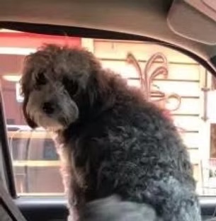 Previous puppy